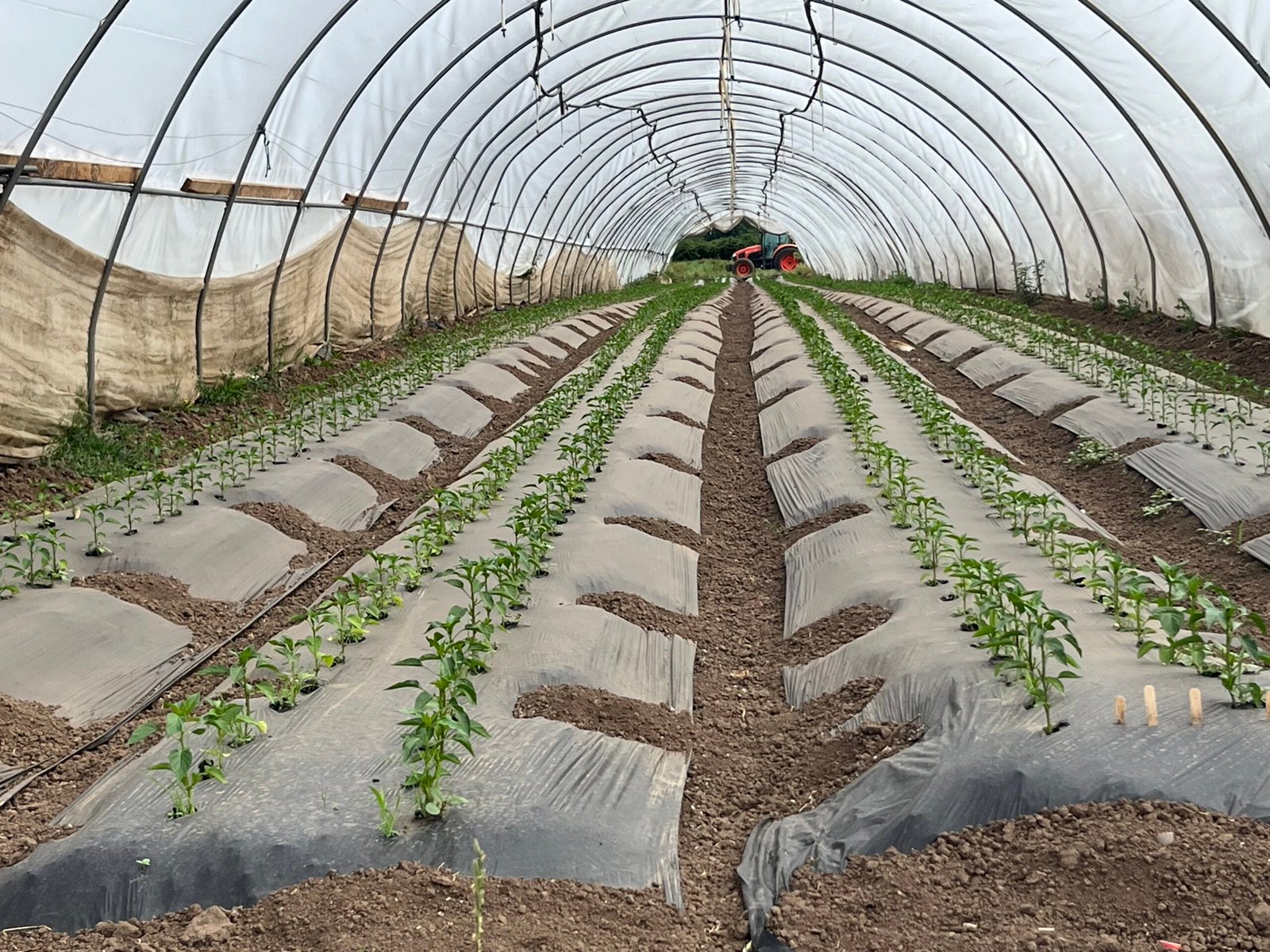 Hoop house / tunnel row