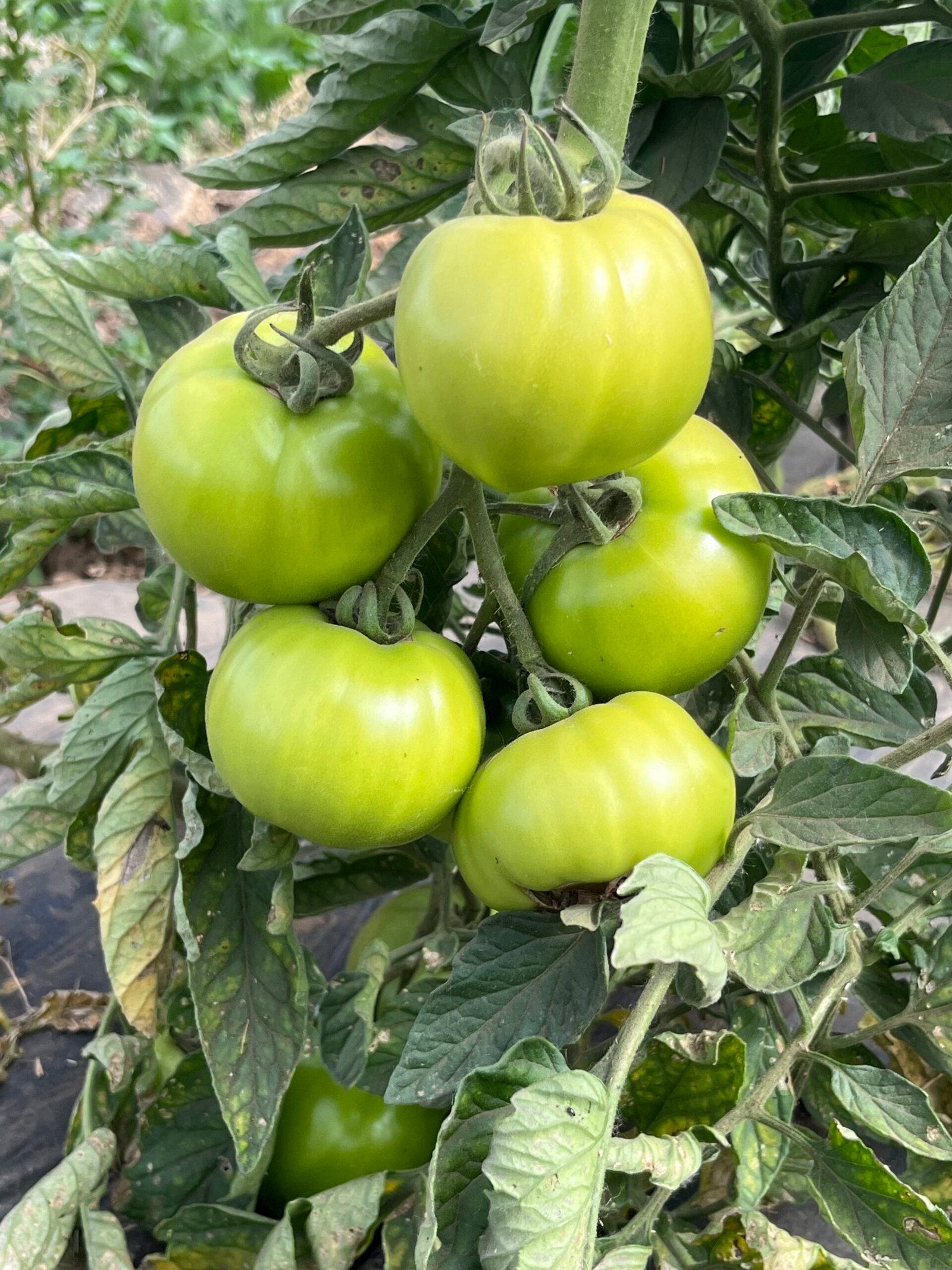 Tomatoes